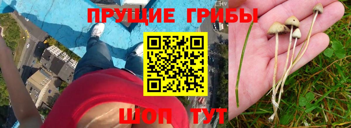 Ковров  Псилоцибиновые грибы MAGIC MUSHROOMS  Вход с VPN 